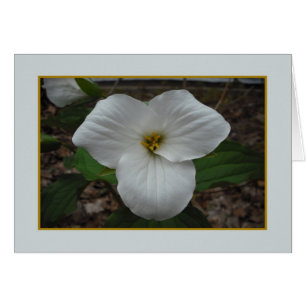 Beauté Trillium - Blanc à l'intérieur