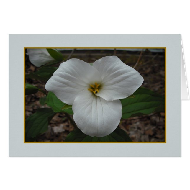 Beauté Trillium - Blanc à l'intérieur (Devant horizontal)
