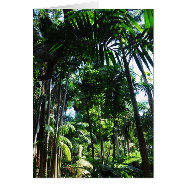 Beauté tropicale (Devant)