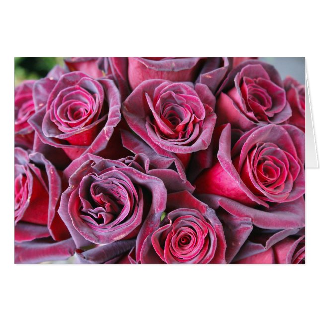 Beauté Velvet (Devant Horizontal)