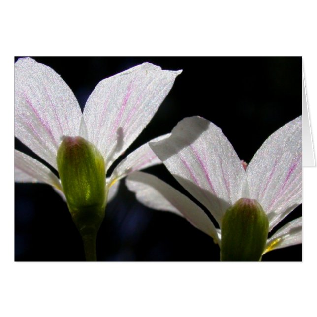 Beautés de ressort : Il y a une fleur… (Devant horizontal)