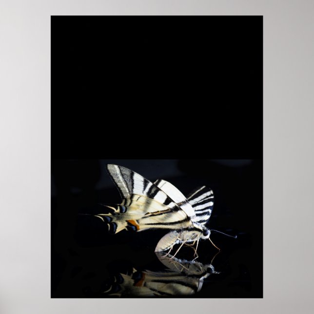 Beautiful butterfly poster (Devant)