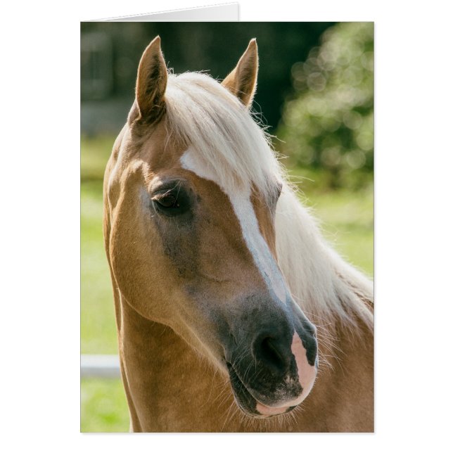 Beautiful haflinger horse (Devant)