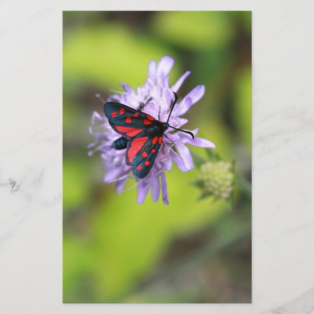 Beautiful moth (Devant)