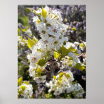 Beautiful Pear Tree Blossom Flower Garden Poster<br><div class="desc">Beautiful Pink Poppy Flower Garden Poster. A glorious poster to compliment any decor,  taken from my own garden.</div>