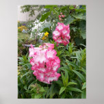 Beautiful Pink Pensetmon Flower Garden Poster<br><div class="desc">Beautiful Pink Poppy Flower Garden Poster. A glorious poster to compliment any decor,  taken from my own garden.</div>
