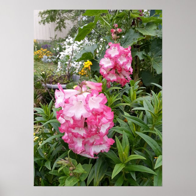 Beautiful Pink Pensetmon Flower Garden Poster (Devant)