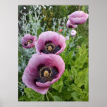 Beautiful Pink Poppy Flower Garden Poster<br><div class="desc">Beautiful Pink Poppy Flower Garden Poster. A glorious poster to compliment any decor,  taken from my own garden.</div>