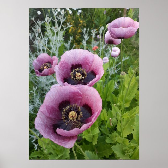 Beautiful Pink Poppy Flower Garden Poster (Devant)