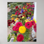 Beautiful Rannunculus Spring Flower Garden Poster<br><div class="desc">Beautiful Pink Poppy Flower Garden Poster. A glorious poster to compliment any decor,  taken from my own garden.</div>