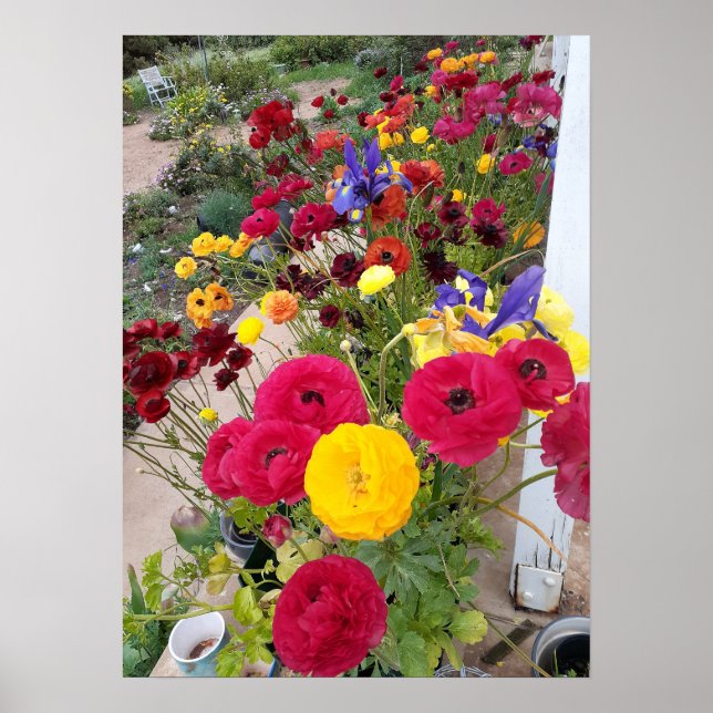 Beautiful Rannunculus Spring Flower Garden Poster (Devant)