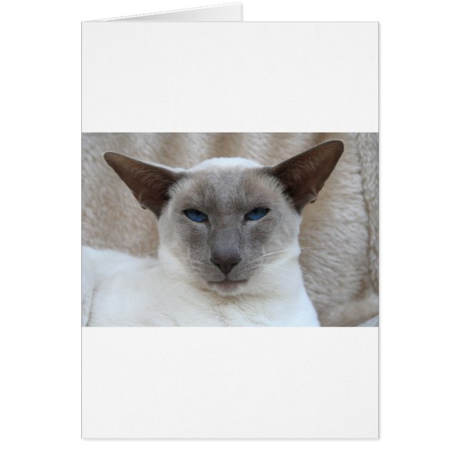 Beautiful Siamese Cat (Devant)