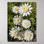 Beautiful White Daisy Flower Garden Poster<br><div class="desc">Beautiful Pink Poppy Flower Garden Poster. A glorious poster to compliment any decor,  taken from my own garden.</div>