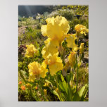 Beautiful Yellow Iris Flower Garden Poster<br><div class="desc">Beautiful Pink Poppy Flower Garden Poster. A glorious poster to compliment any decor,  taken from my own garden.</div>