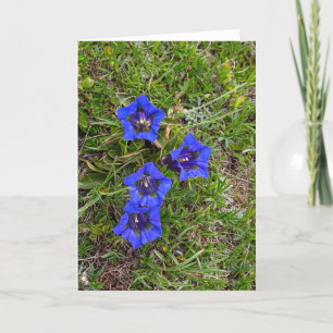 Beaux acaulis gentiana - carte de voeux