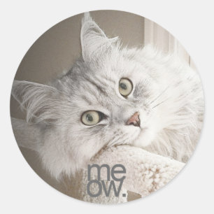 Beaux autocollants d'un Meow