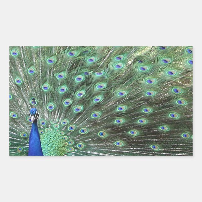 Beaux autocollants Peacock (Devant)