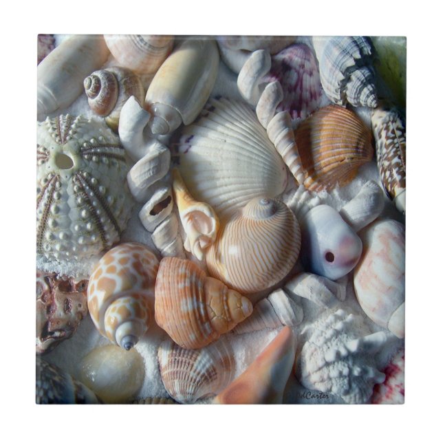 Beaux coquillages Carreau de vie marine (Devant)