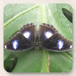 Beaux Dessous de verre de liège à papillon bleu ta