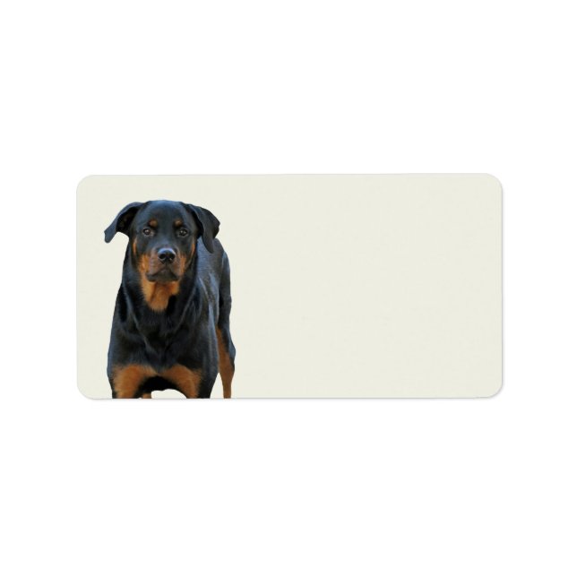 Beaux Étiquettes Rottweiler (Devant)