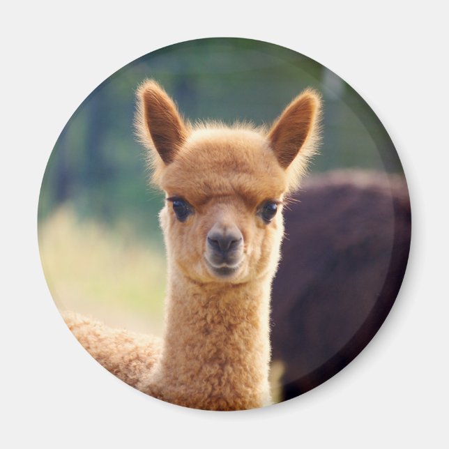 Beaux Magnets d'Alpaca (Devant)