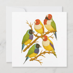 Beaux oiseaux sur la branche