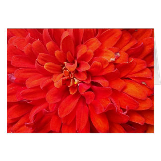 Beaux pétales de fleurs rouges