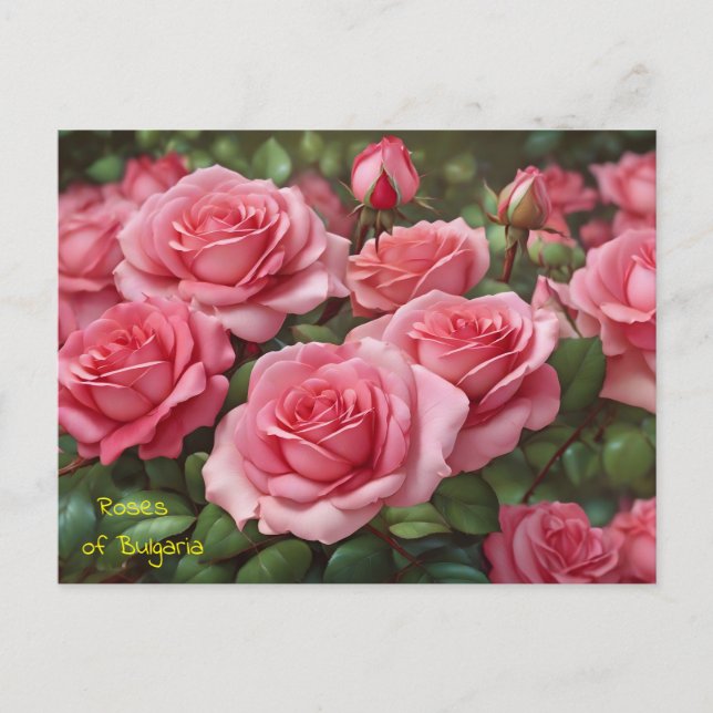 Beaux Roses de la Bulgarie Carte postale (Devant)
