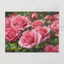 Beaux Roses de la Bulgarie Carte postale