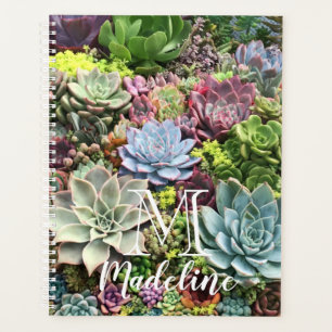 Beaux succulents