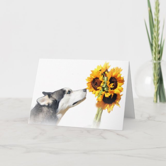 Beaux tournesols et Carte de remerciements Husky (Devant)