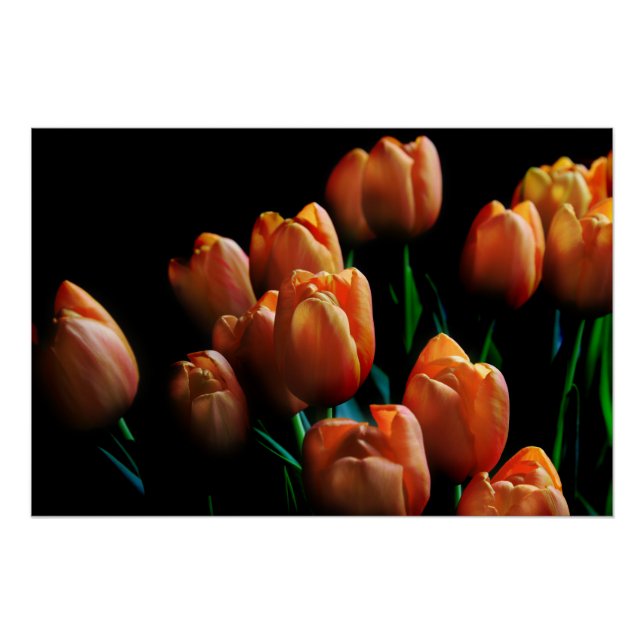 Beaux Tulipes Orange sur Affiche Noire (Devant)