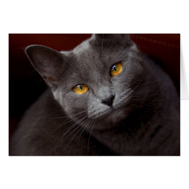 Beaux yeux (Devant Horizontal)