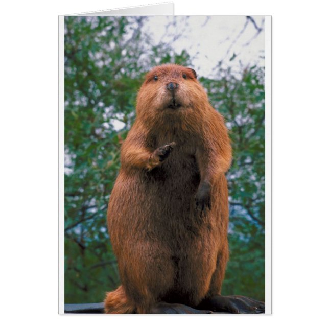 Beaver (Devant)