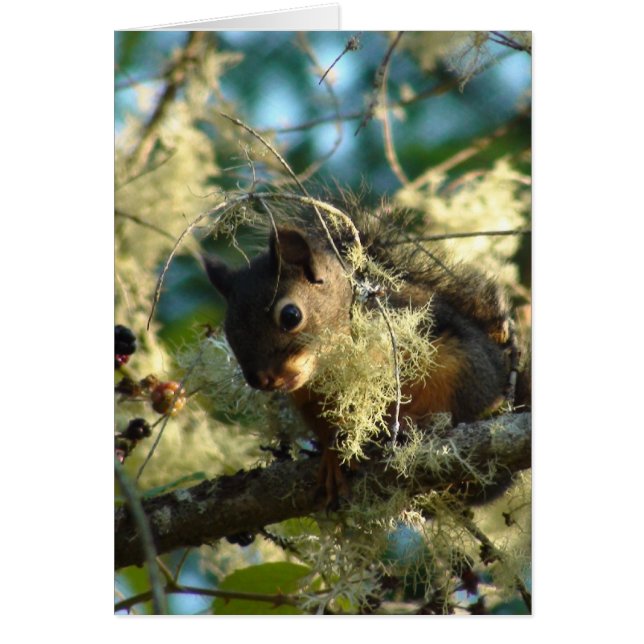 Bébé 2009 d'écureuil (Devant)