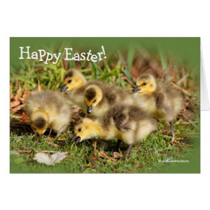 Bébé adorable Oies du Canada sur l'herbe