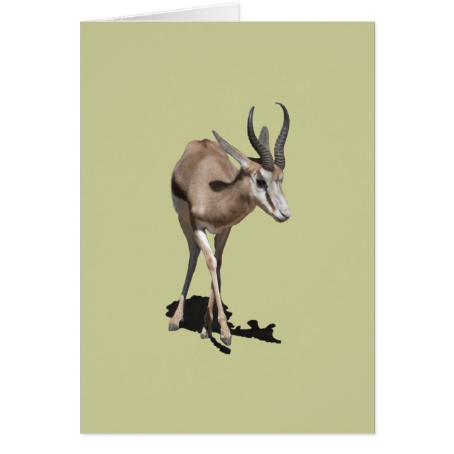 Bébé Antilope (Devant)