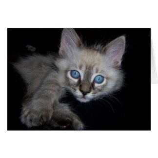 Bébé aux yeux bleus