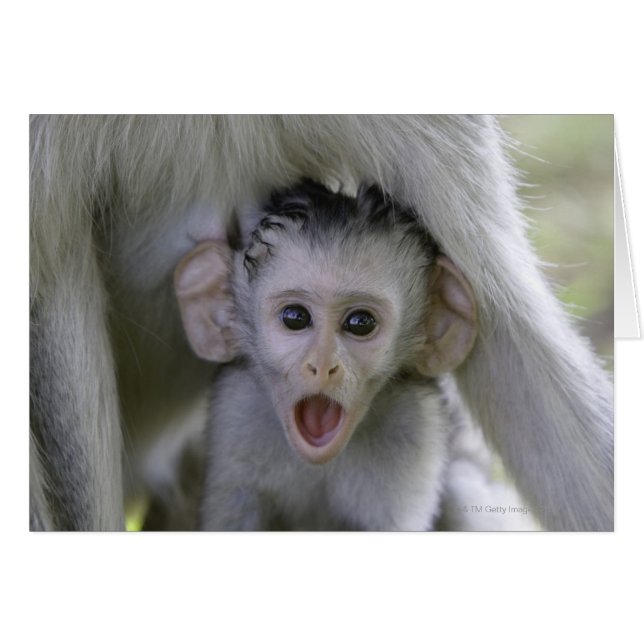 Bébé babouin sous sa mère (Devant horizontal)