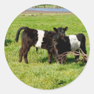 Bébé Belted Vaches Galloway, Stickers Rond