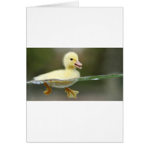 bébé canard nager mignon