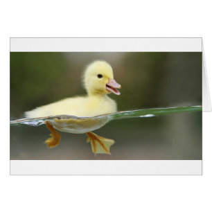 bébé canard nager mignon