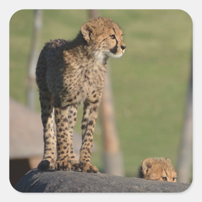 Bébé Cheetahs Pékin sur Stickers Carré Rock (Devant)