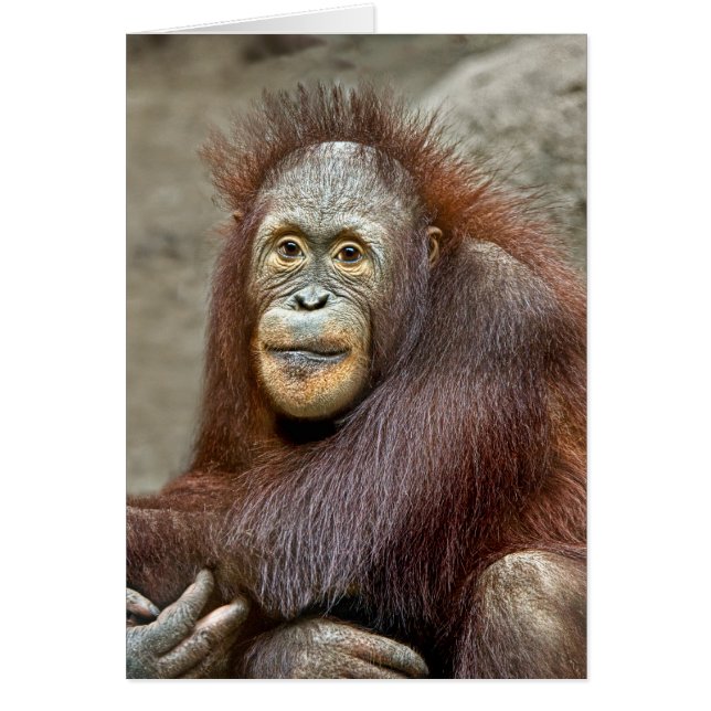 Bébé d'orang-outan (Devant)