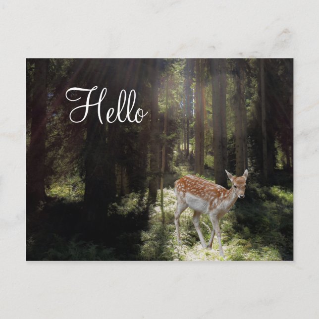 Bébé faon sur carte postale dans un rayon de solei (Devant)