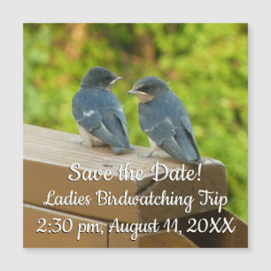 Bébé Grange hirondelle Nature Oiseau Photographie