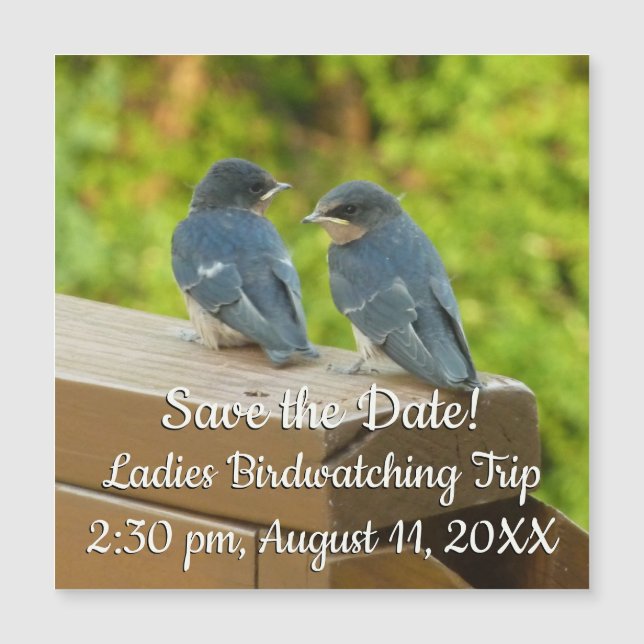 Bébé Grange hirondelle Nature Oiseau Photographie (Devant)