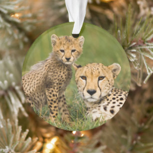 Bébé guépard et parent dans l'herbe