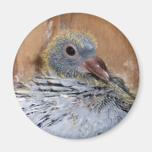Bébé Homing Pigeon Magnet