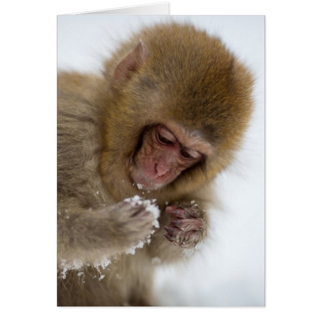 Bébé Japonais Macaque | Singe des neiges (Devant)